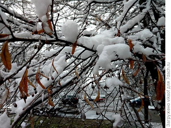 И с первым днём зимы, утром всё растаяло , а  вечеру зима вернулась