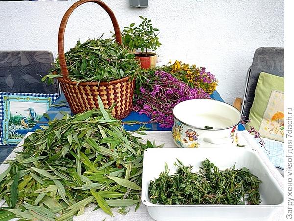 А вот про &quot;пушистый&quot; чай совсем не знала и собирала только для букета, правда, потом за пушинками гоняюсь