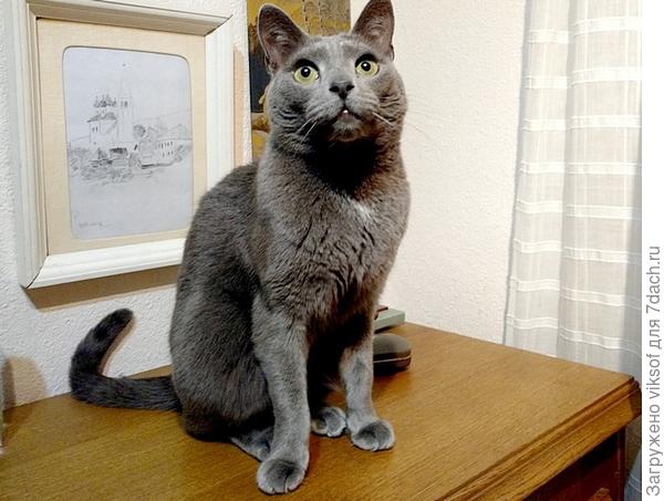 некоторые считают кошачьи глаза ничего не говорящими - они просто не видят, а может кошки не на всех одинаково смотрят