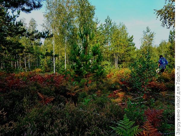 а это лесок, где растут грибы