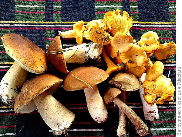 нашинские из Беларуси