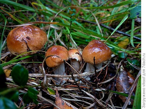 вот такие боровички