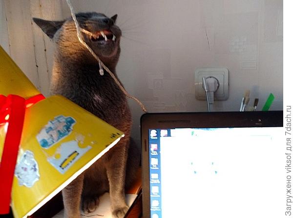 мой ласковый и нежный звер...