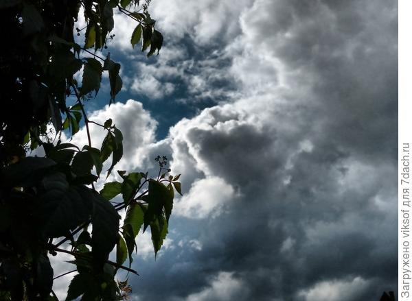 летнее перед грозой