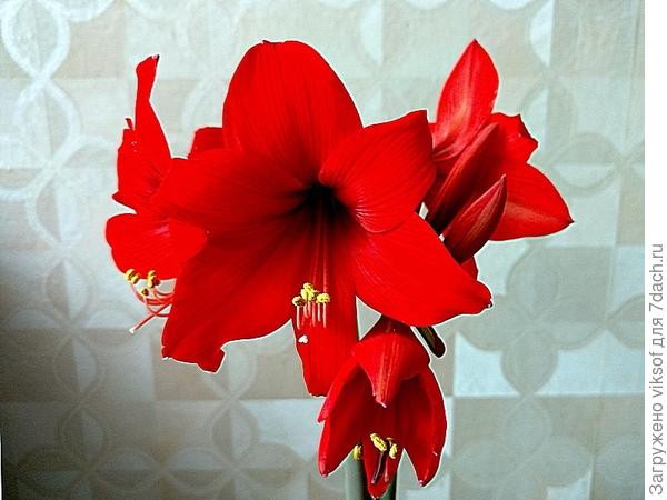 А цветы радовать, совсем недавно расцвёл