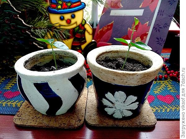 весной уже пересажу в чуть большие горшочки