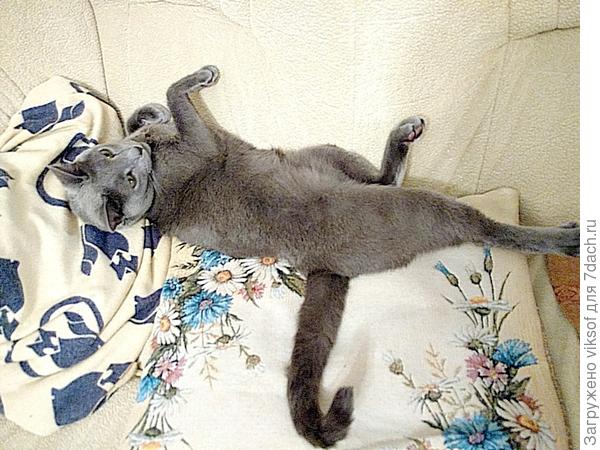 он прервал свой сладкий сон, чтобы всех обмяукать мур-р-р-р-р