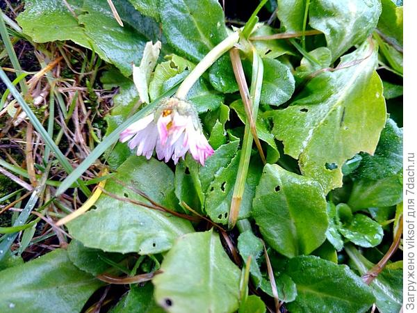 эта маргаритка расцвела на Рождество