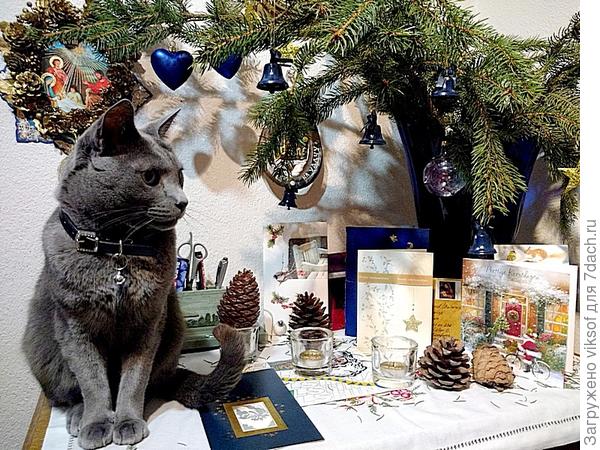 Витасу в эти праздники особенно повезло: ему и с колокольчиком ошейник подарили