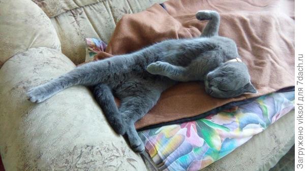 Кузя после юбилея хозяина (Валерий, Кузя это фото передал по скайпу, не ругайте его)