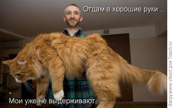 не правда ли хороши, но как представлю, что такое чудо спит на моих ножках...ни руки, ни ножки  не выдержат