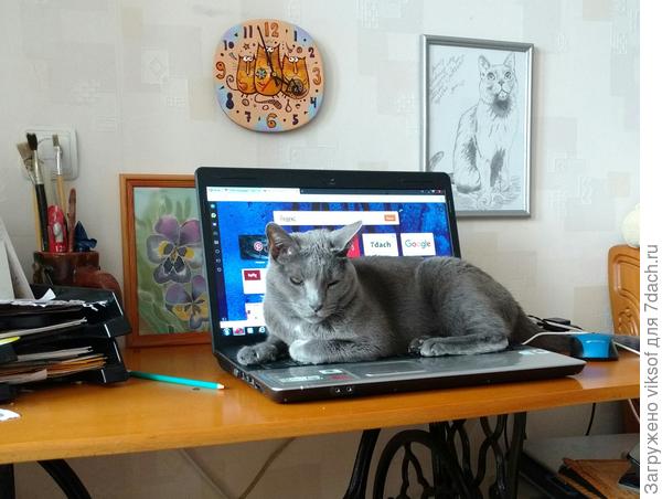 И Витас лежит только там, где ему очень нравится!