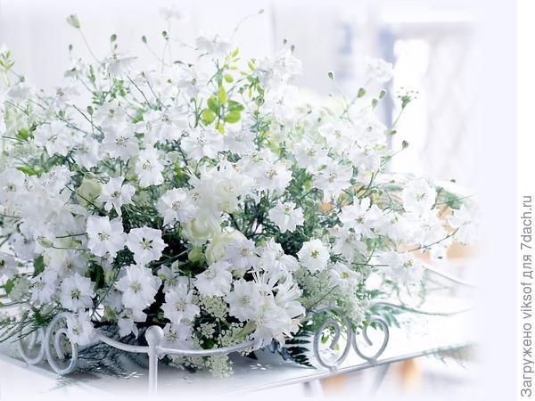 А эти цветы нашей Татьяне (Tangeya), ой, чувствую, что не сегодня - завтра объявит опять заковыристый конкурс и это правильно!!!