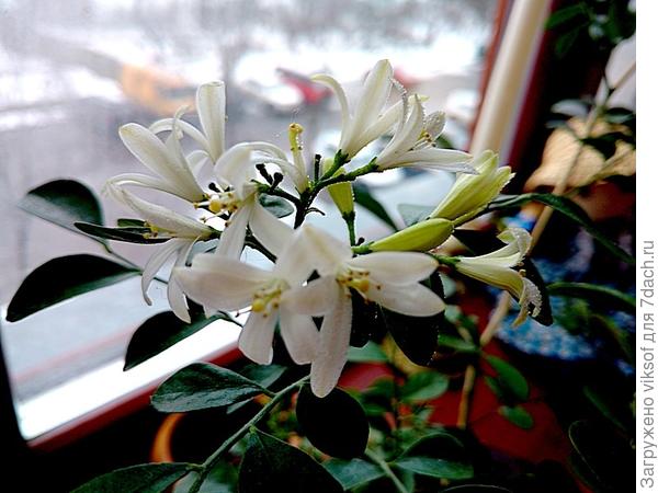 цветёт моя целебная муррайя для тебя!