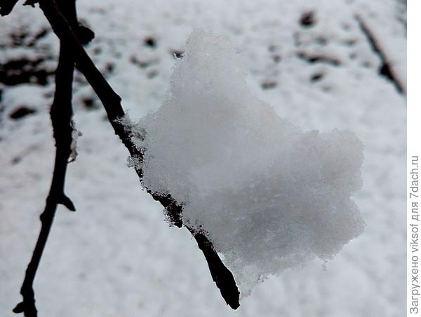 из Беларуси