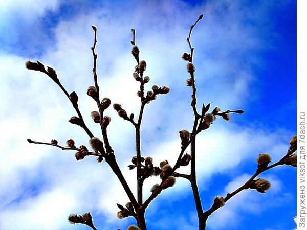 но верба с начала февраля красуется