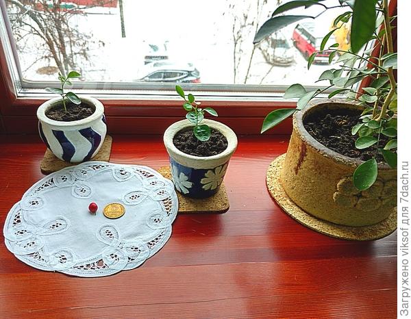 вы видите ягодку, два новых растения и маму-муррайю