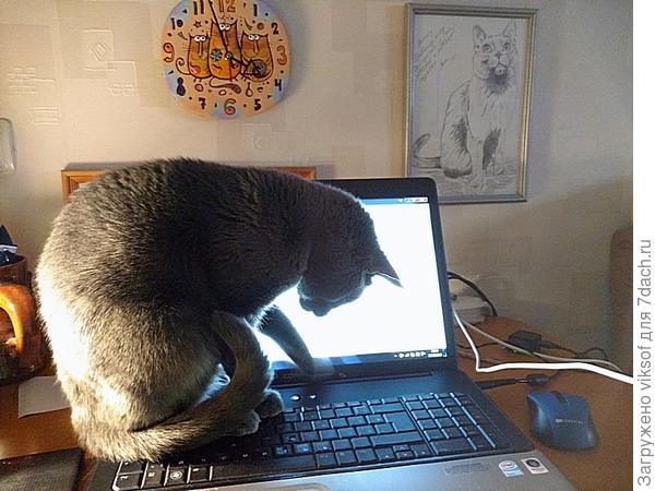 Вот и Витас шлёт тебе мяу-поздравление