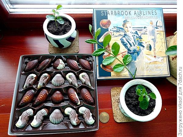 не знаю как ты, Рыжий, но конфеты я не ем, а что не ем, то двуногим Семидачья!