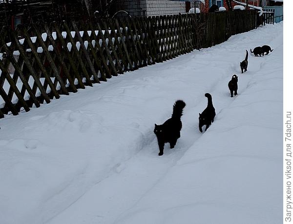 Счастливые коты нашего кооператива, их кормят, и сегодня то есть вчера их накормили дежурные сторожа. у них всегда есть запас еды