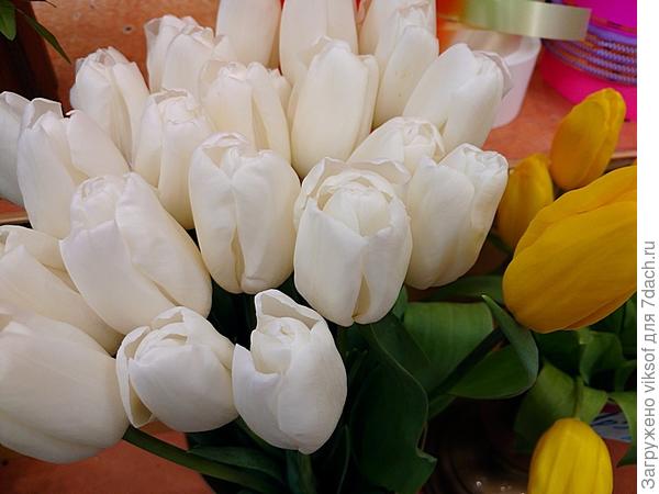 А скоро у нас тюльпаны зацветут