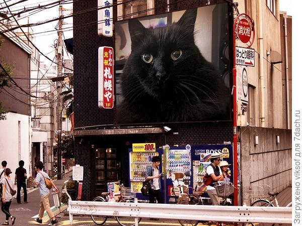 Наташенька, узнаёшь своего любимца!?