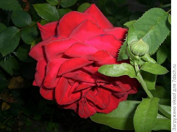 она будоражит,