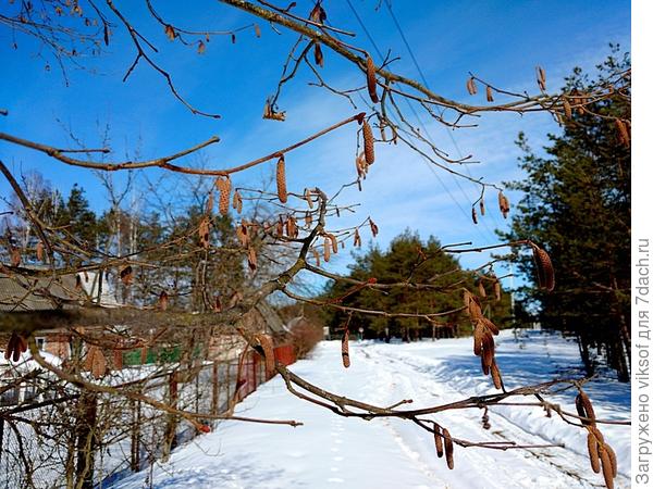вот-вот и серёжки распустятся, снега много, а Весна уже чувствуется, хотя впереди у нас морозы...