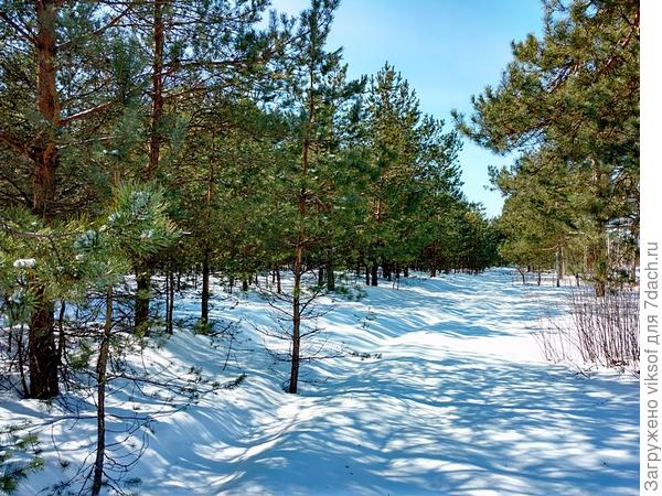 В сосновом бору рядышком с дачей