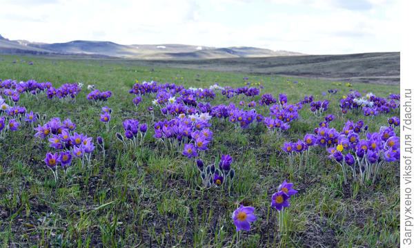 фотография нашей Альмирочки, надеюсь, она не рассердится на меня