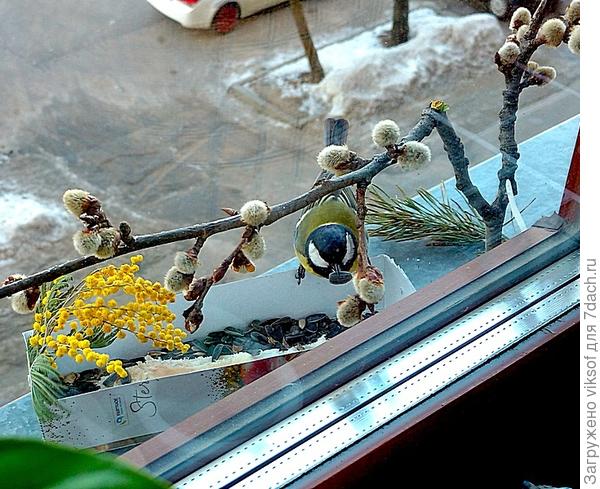 это моя синичка!