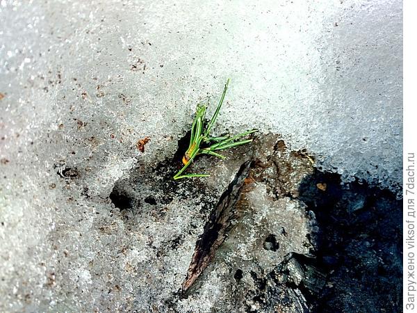 а вот и крокус зимнюю перинку скинул