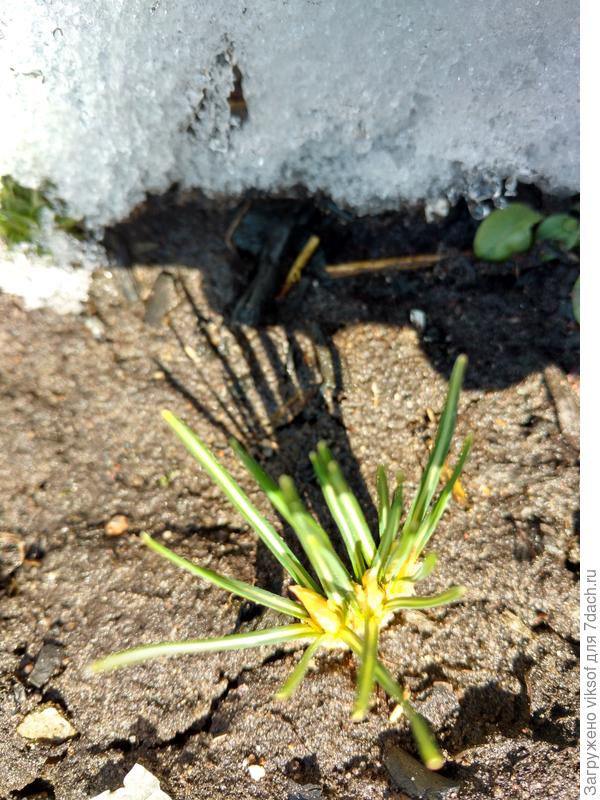 ... здесь будут крокусы цвести!