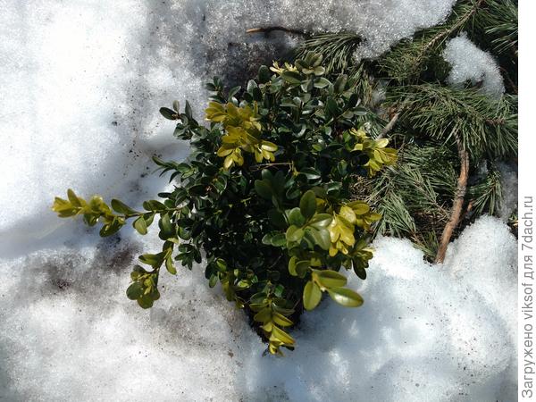 А снег тает, тает...