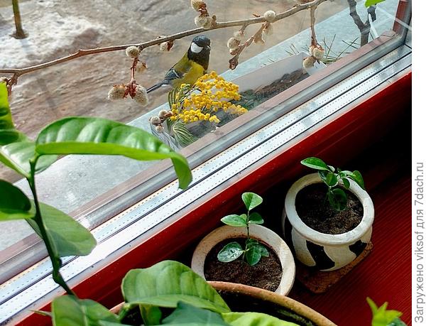 и веточку вербы прикрепила, чтобы им теплее было, подоконник-то металлический ...