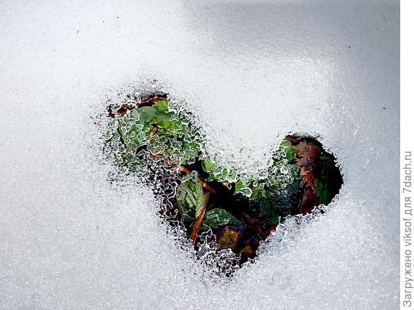 а вот и клубника с горячим сердцем - Весна и ваш День рождения растопили снег, удачи вам!