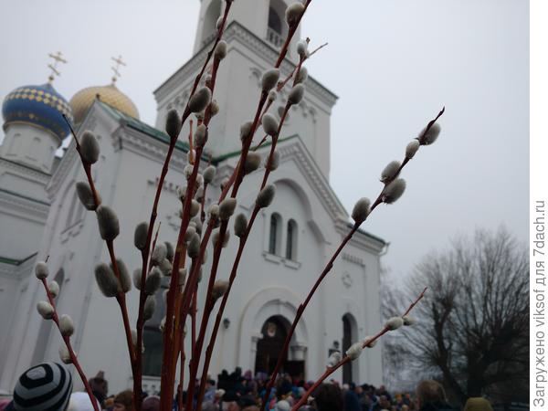 Это моя вербочка