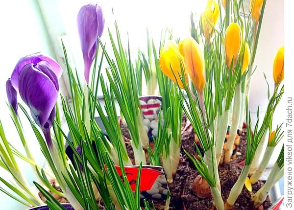 пока только в магазине