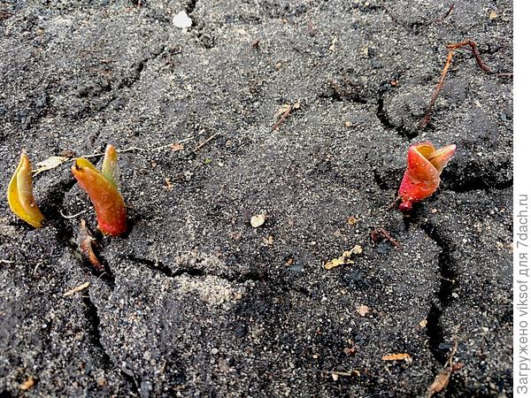 даже тюльпаны - пищат, но вылезают