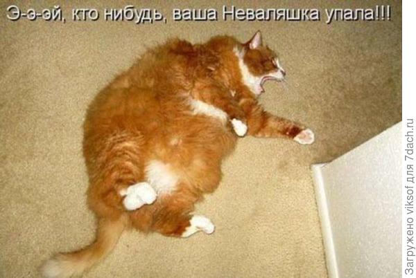 всё больше становлюсь похожей на неваляжку