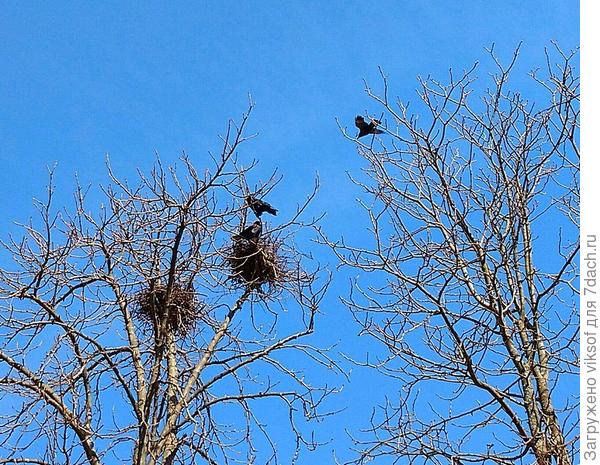грачи прилетели, весна пришла
