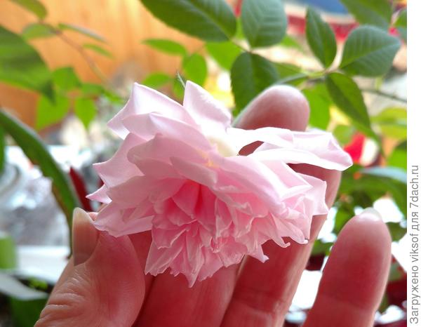 А у меня розочка расцвела,крошечная, но настоящая чайная - это тебе