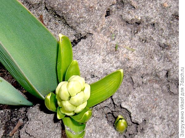 Сейчас разожмёт кулачок