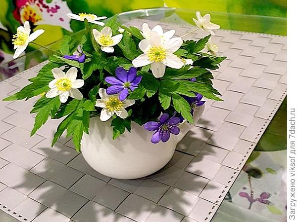 И дома на столе