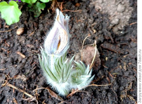 А у меня, ттт, прострел выстрелил прямо в самое сердце - о, как