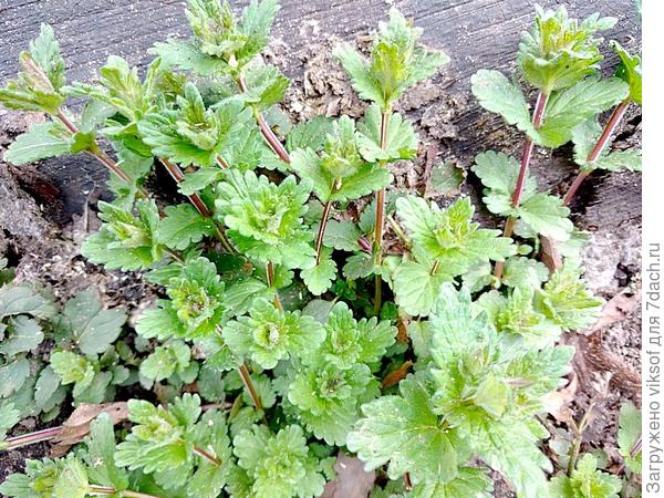 или не уползёт далеко?