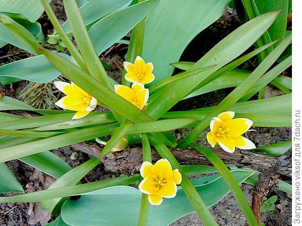 и несколько малышей