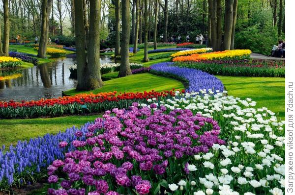 почему-то подумалось, что ты обязательно попадёшь в тюльпановый мир вместе с мужем или сыном