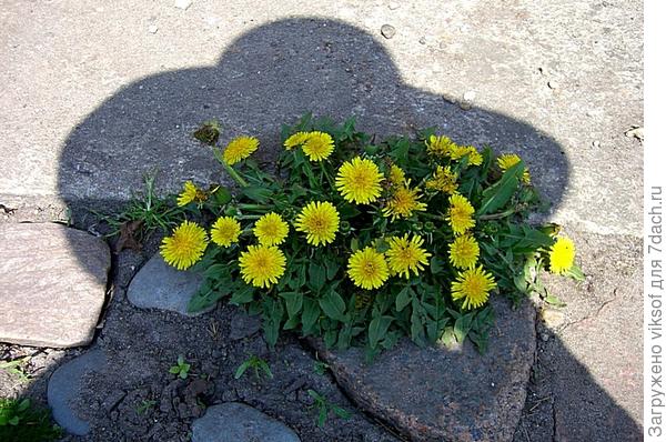 И в тени шляпки золотыми остаются