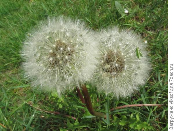 Два белых облачка